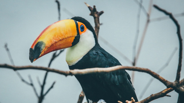 Toucan beak branch ecological art free wallpaper for desktop - medium preview image