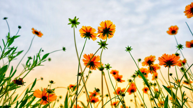 Orange flowers sky clouds yellow free wallpaper for desktop - medium preview image