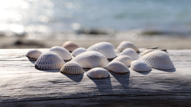 Shells wooden table beach blurry free wallpaper for desktop - medium preview image