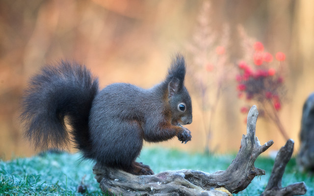 Squirrel standing on stump eating free wallpaper for desktop - medium preview image