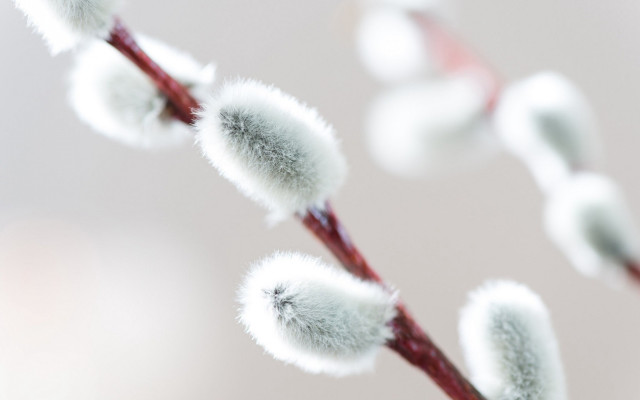 Plant white flowers macro blurry free wallpaper for desktop - medium preview image