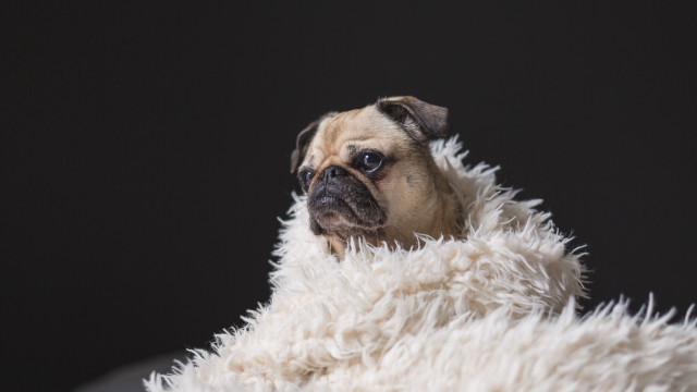 Pug sitting fluffy blanket black free wallpaper for desktop - medium preview image