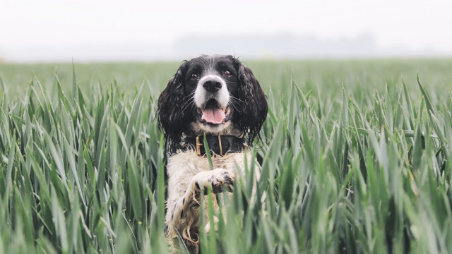 Dog tongue out field beach free wallpaper for desktop - medium preview image