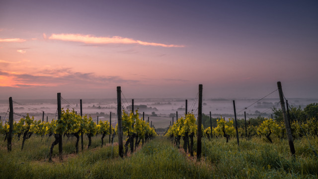 Vineyard yellow flowers foggy sky free wallpaper for desktop - medium preview image