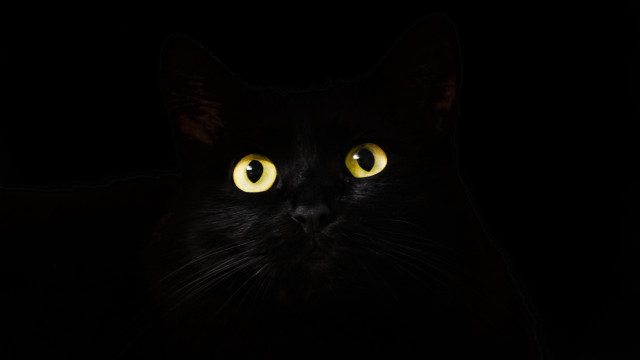 Black cat yellow eyes gothic #17 free wallpaper for desktop - medium preview image