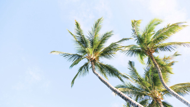 Palm trees blue sky clouds #4 free wallpaper for desktop - medium preview image
