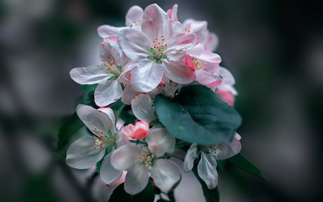 Flower lily pink red white free wallpaper for desktop - medium preview image