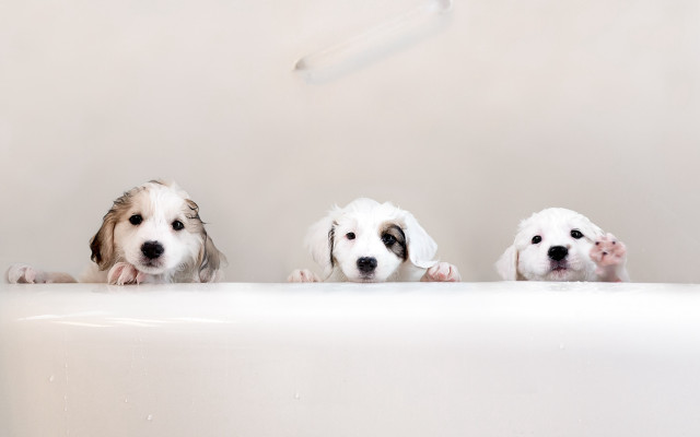 Three dogs bathtub portrait award free wallpaper for desktop - medium preview image