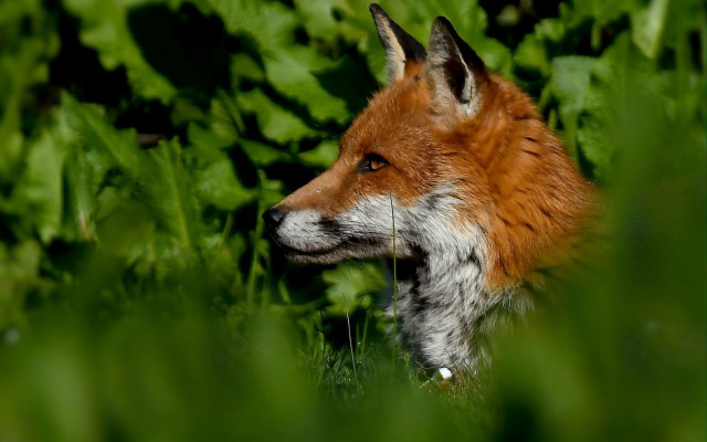 Red fox standing in grass free wallpaper for desktop - medium preview image