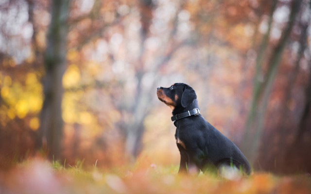 Dog grass looking up autumn free wallpaper for desktop - medium preview image