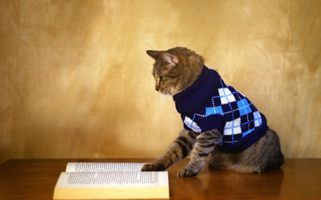 Cat sweater table book pen free wallpaper for desktop - medium preview image