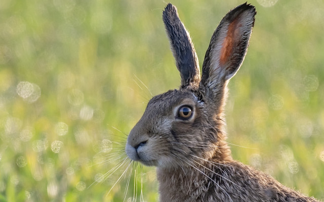 Brown rabbit field grass sky free wallpaper for desktop - medium preview image