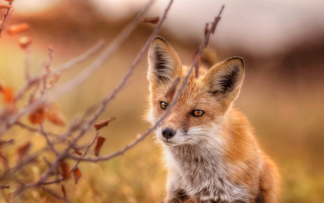 Small fox grass twigs blurry free wallpaper for desktop - medium preview image