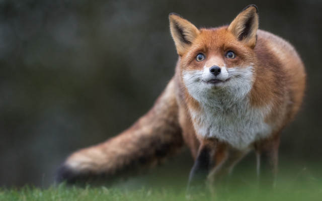 Red fox surprised blue eyes free wallpaper for desktop - medium preview image