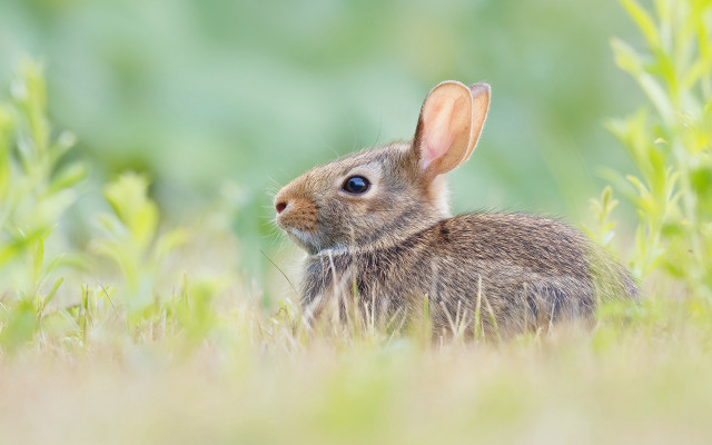 Rabbit surprised blue eyes grass free wallpaper for desktop - medium preview image