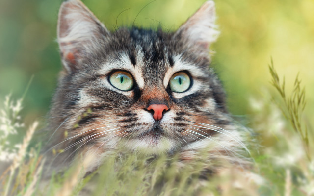 Cat green eyes sitting grass #2 free wallpaper for desktop - medium preview image