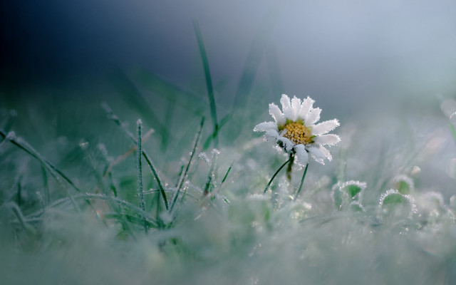 White flower dew grass macro free wallpaper for desktop - medium preview image