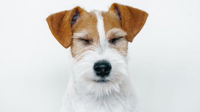 Dog eyes closed white background free wallpaper for desktop - medium preview image