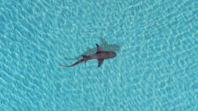 Shark shadow water pool photorealism free wallpaper for desktop - medium preview image