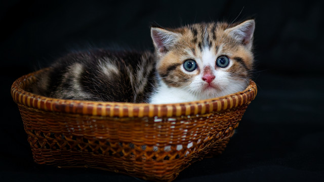Kitten basket black background blue free wallpaper for desktop - medium preview image