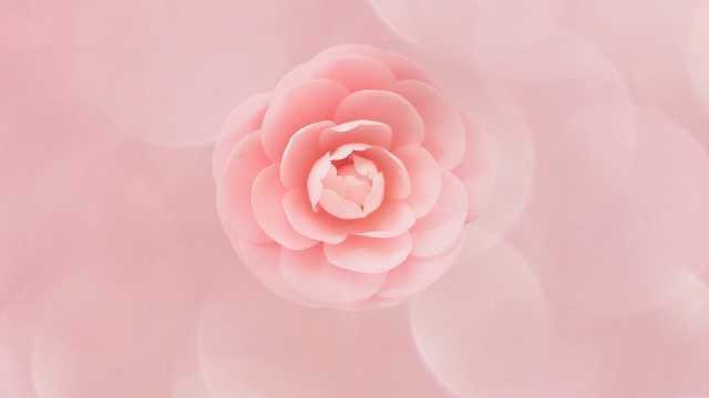 Pink flower white center blurry free wallpaper for desktop - medium preview image