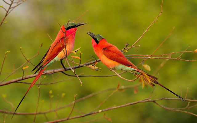 Red birds branch leaves forest free wallpaper for desktop - medium preview image