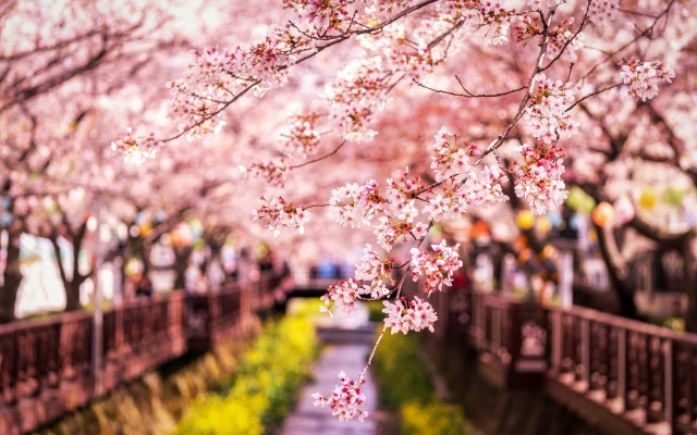 Pink sakura bridge park branch free wallpaper for desktop - medium preview image