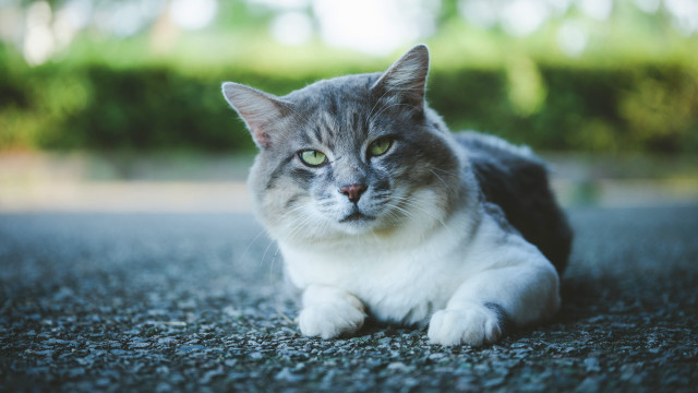 Sad cat puzzle outdoors blurry free wallpaper for desktop - medium preview image