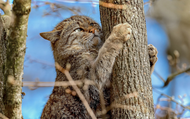 Cat climbing tree hugging hand free wallpaper for desktop - medium preview image