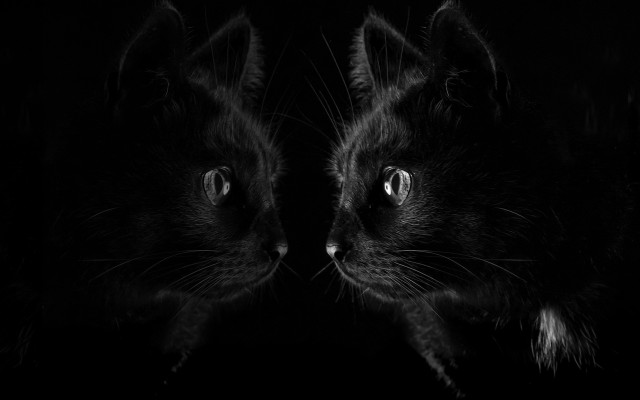 Black cats glowing eyes gothic free wallpaper for desktop - medium preview image