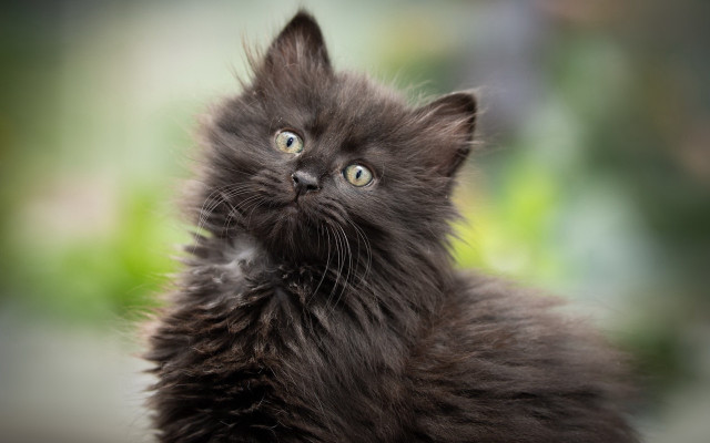 Black kitten surprised eyes up free wallpaper for desktop - medium preview image
