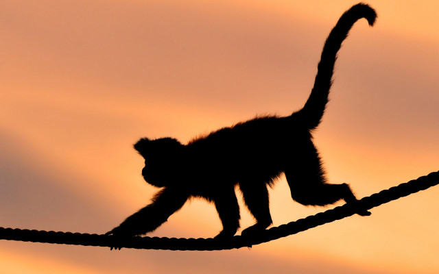 Monkey walking wire sunset tails free wallpaper for desktop - medium preview image