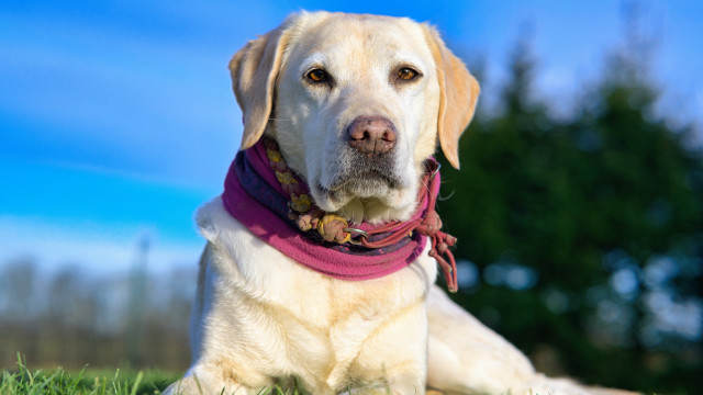Dog pinkcollar grass trees sky free wallpaper for desktop - medium preview image