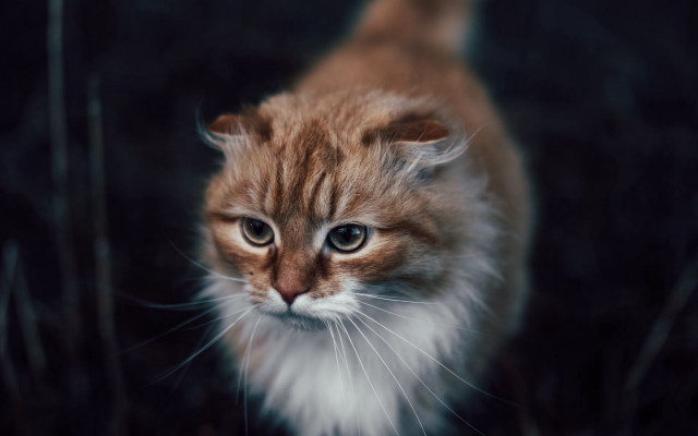 Small cat white patch brown free wallpaper for desktop - medium preview image