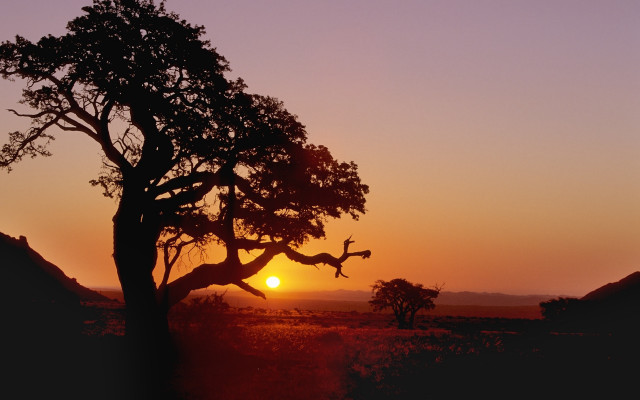 Tree sunset bare branch lake free wallpaper for desktop - medium preview image