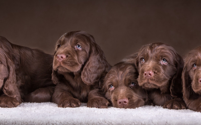 Puppies group white blanket brown free wallpaper for desktop - medium preview image