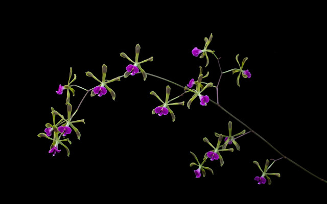 Purple flowers branch black background free wallpaper for desktop - medium preview image