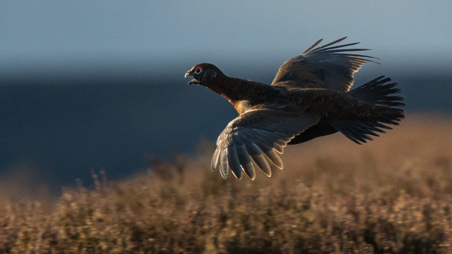 Bird flying over field water free wallpaper for desktop - medium preview image