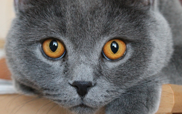 Gray cat curious eyes macro free wallpaper for desktop - medium preview image