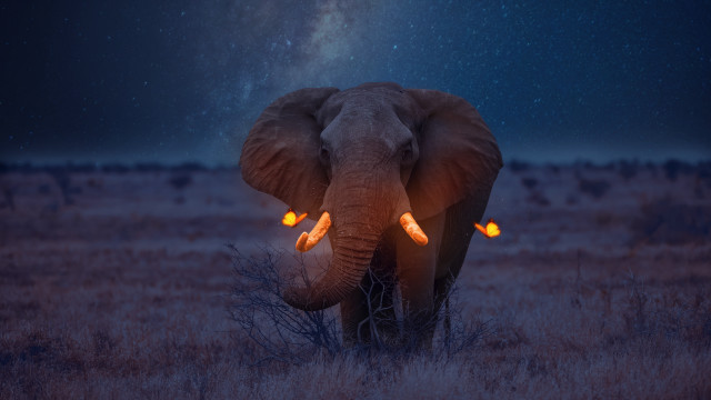 Elephant trunk up glowing eyes free wallpaper for desktop - medium preview image