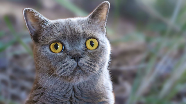 Yellow eyes cat blurry background free wallpaper for desktop - medium preview image