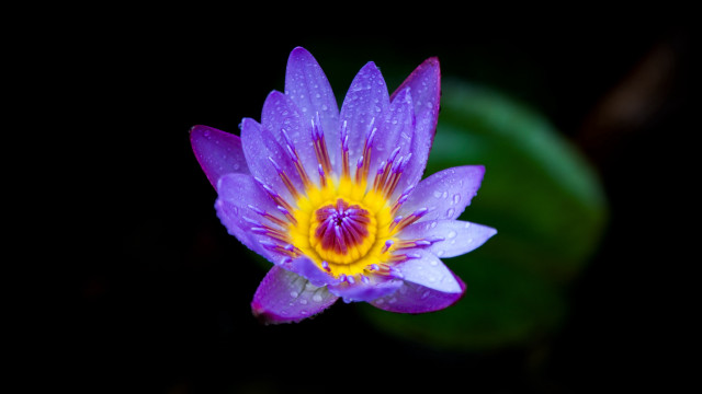 Purple flower yellow center dark #2 free wallpaper for desktop - medium preview image