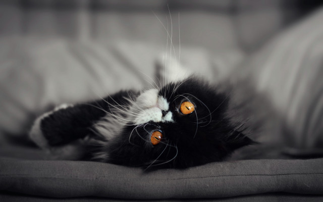 Black white cat bed rococo free wallpaper for desktop - medium preview image