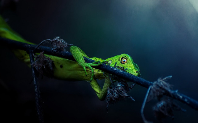Green frog branch moon art free wallpaper for desktop - medium preview image