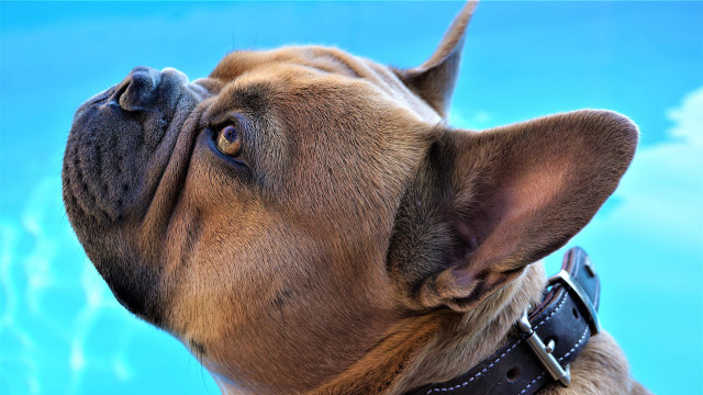 Dog collar looking up pool free wallpaper for desktop - medium preview image