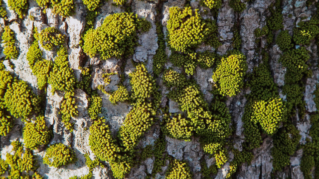 Tree moss bark lichen flower free wallpaper for desktop - medium preview image