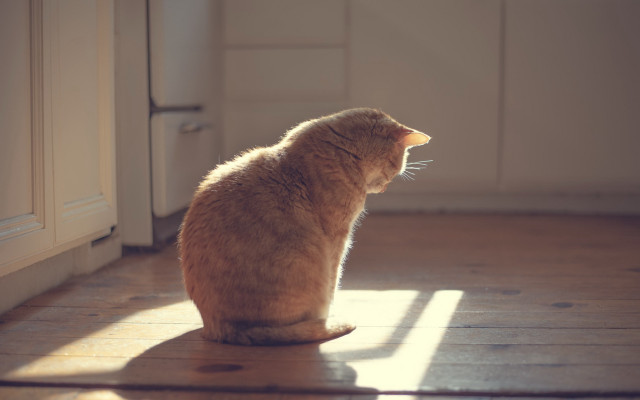 Cat wooden floor window sunlight #2 free wallpaper for desktop - medium preview image