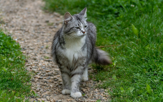 Cat walking gravel road flower free wallpaper for desktop - medium preview image