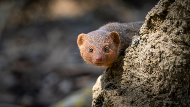 Small animal peeking tree woods free wallpaper for desktop - medium preview image