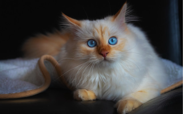 White cat blue eyes black #6 free wallpaper for desktop - medium preview image